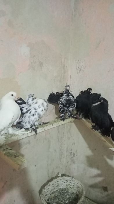 Статные голуби, продам