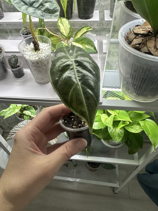 Алоказия Розовый Дракон