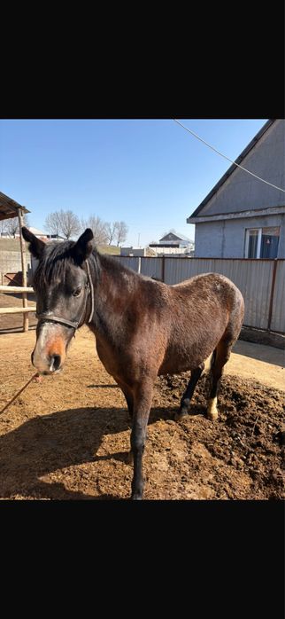 Семіз жылқы сатылады