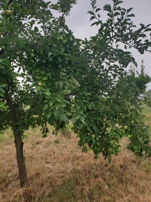 Vând livadă de pomi fructiferi