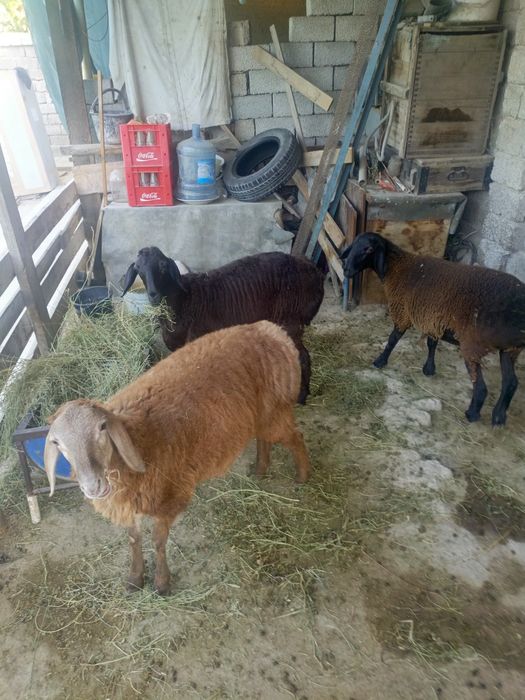 Qoylar sotiladi soglom ishtahasi zor 8 oylik