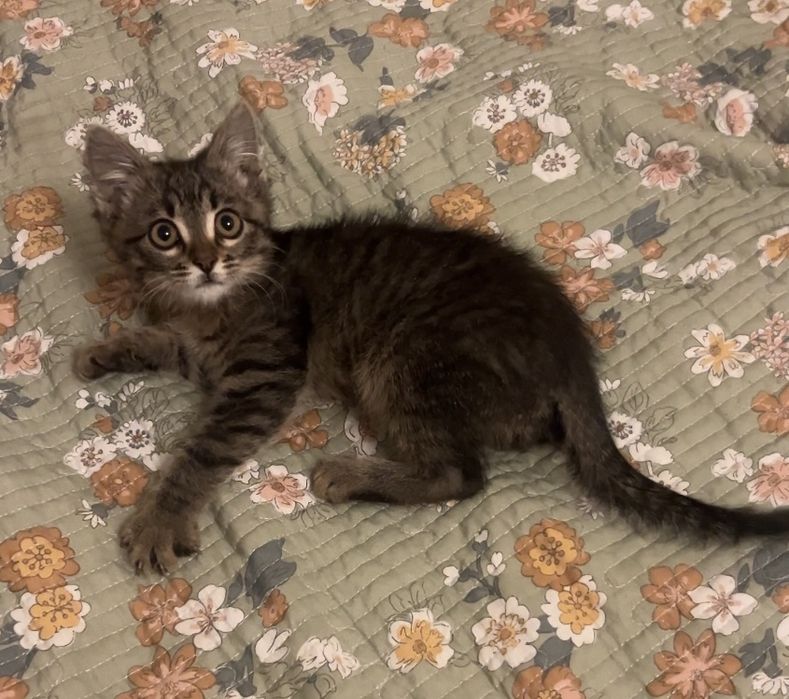 Отдам котенка в добрые руки, мальчик