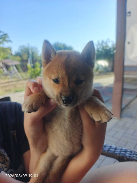 Shiba inu pui deosebiti de jucausi