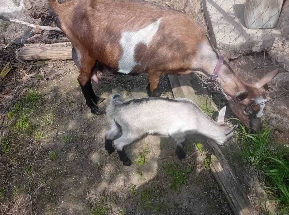 Vind țap ,caprā și iadā de 2 luni.Rasā Francez Alpin ,in apropiere de Tecuci  tel : 0771438546