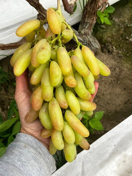 Vita de vie la ghiveci soiuri de masa fără semințe