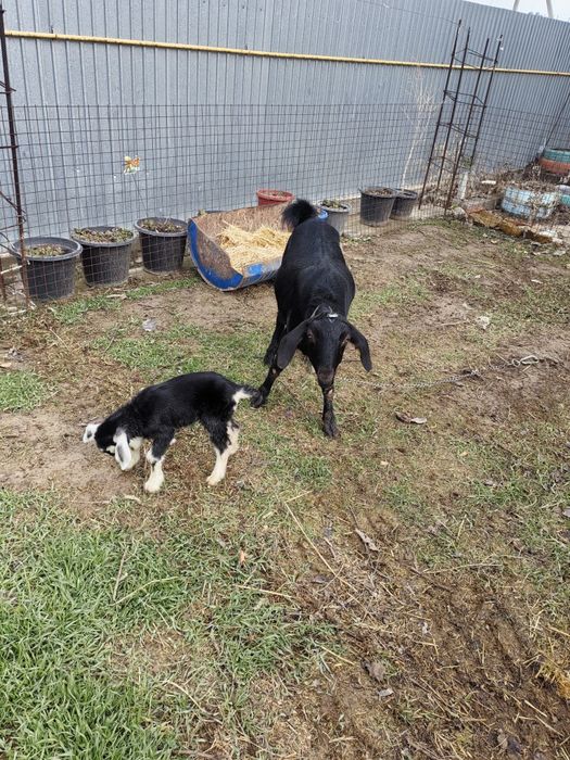 Коза с козленком первородка