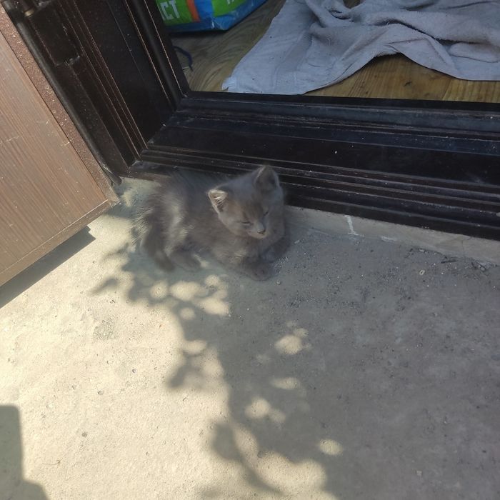 Отдам в добрые руки котенка