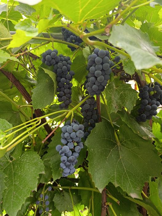 Продам домашний виноград .