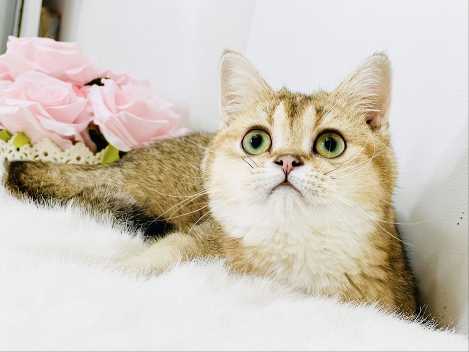 Девочка  золотая шиншилла