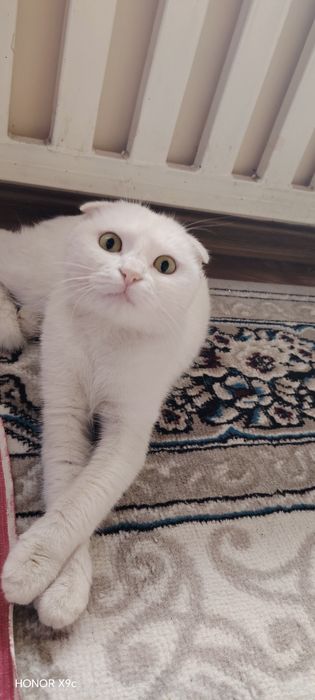 Muwuk sotiladi qizbola 500 ming