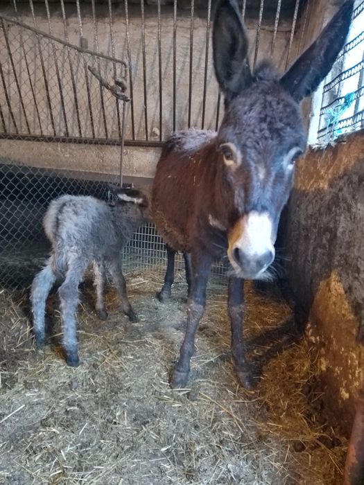 De vânzare Măgăriță cu pui