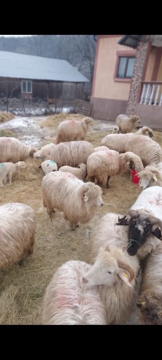 Vand oi cu miei , detalii la telefon