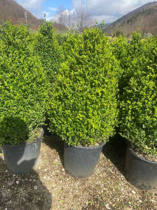 Plante Ornamentale Premium pentru Curți Moderne