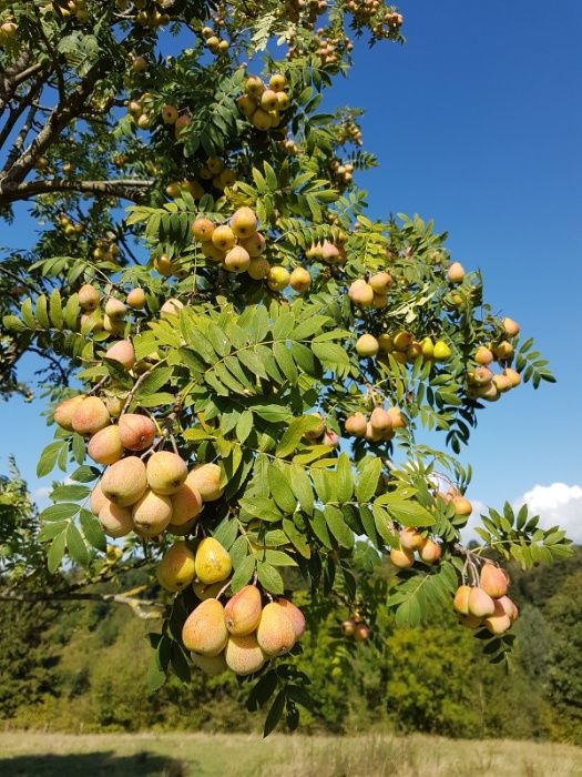 Семена и фиданки Дъб Скоруша Бук Габър Еводия Албиция Пекан Лимон Глог