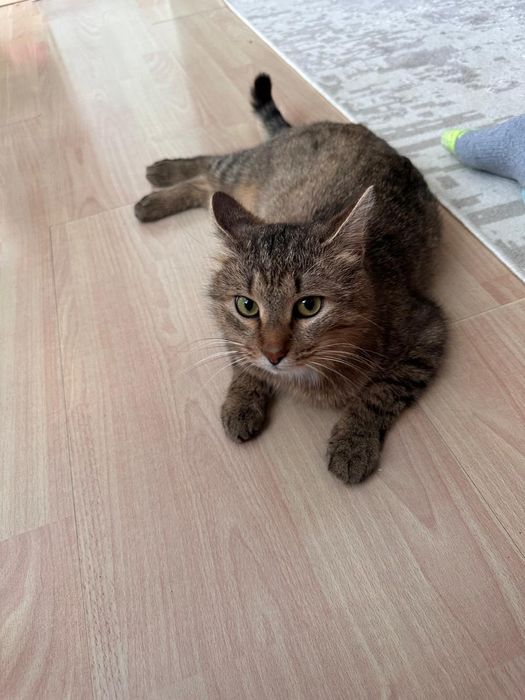 КОТИК в добрые руки