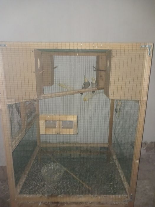 Попугай карелла.