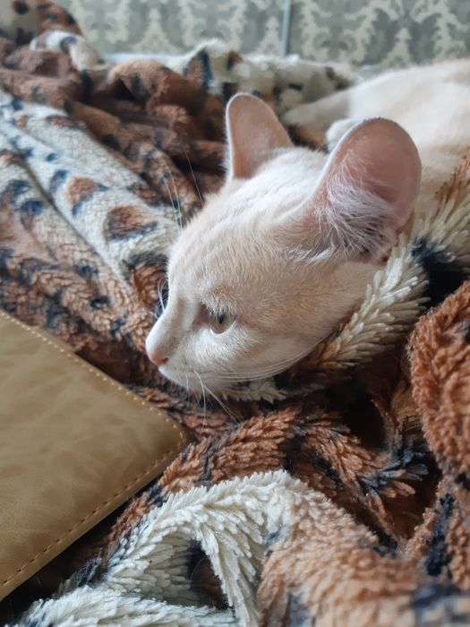 Отдам даром кота