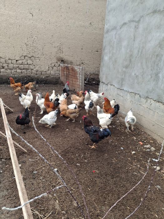 Срочна Тауык, Кораздар бар