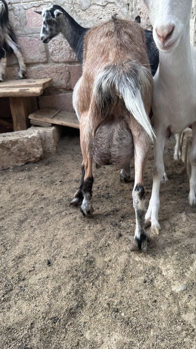 Заненский ешкілер, лағымен бірге сатылады