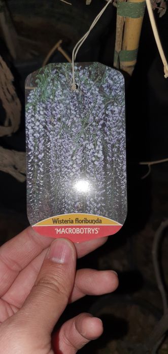 Глициния из Италии, Glitsiniya Italiyadan keltirilgan