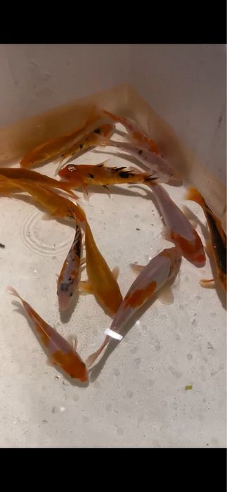 Crapi koi iazuri