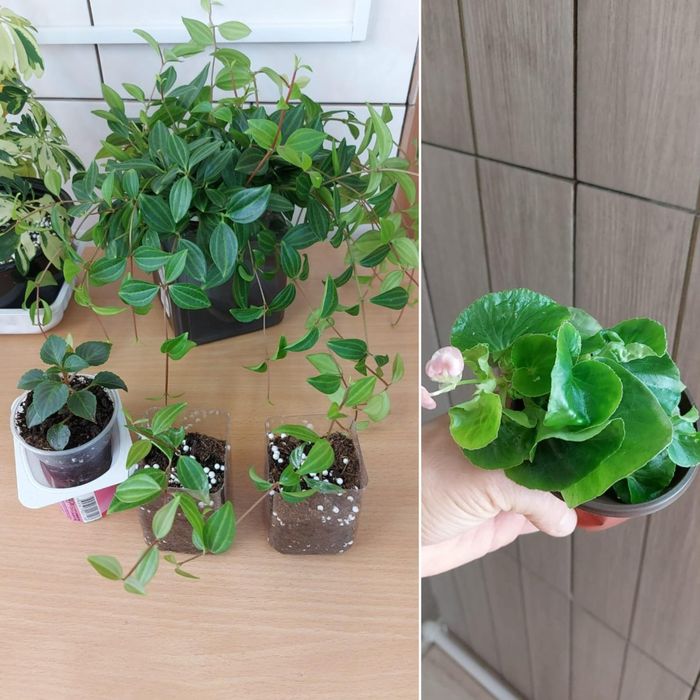 Цветы **р а з н ы е **цветы