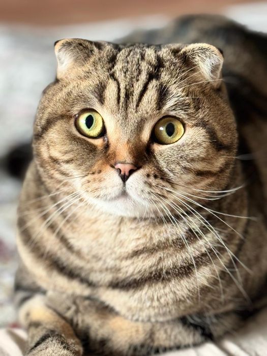 Котенок кот кошка