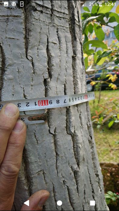 Продавам орех дървен материал