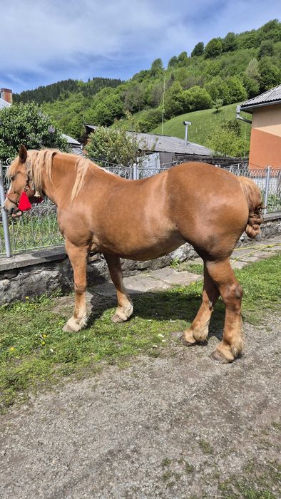 Vand iapă detalii la numărul de telefon