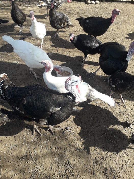 Индюки самец самки