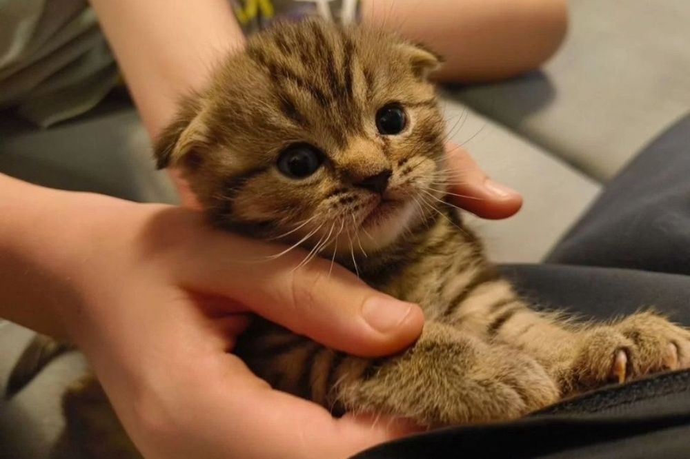 Шикарные котята девочки, 1.5 мес