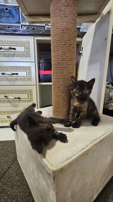 Отдам котят в добрые руки