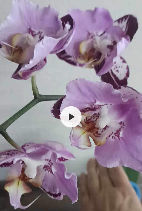 Орхидея Блэк Пиано.