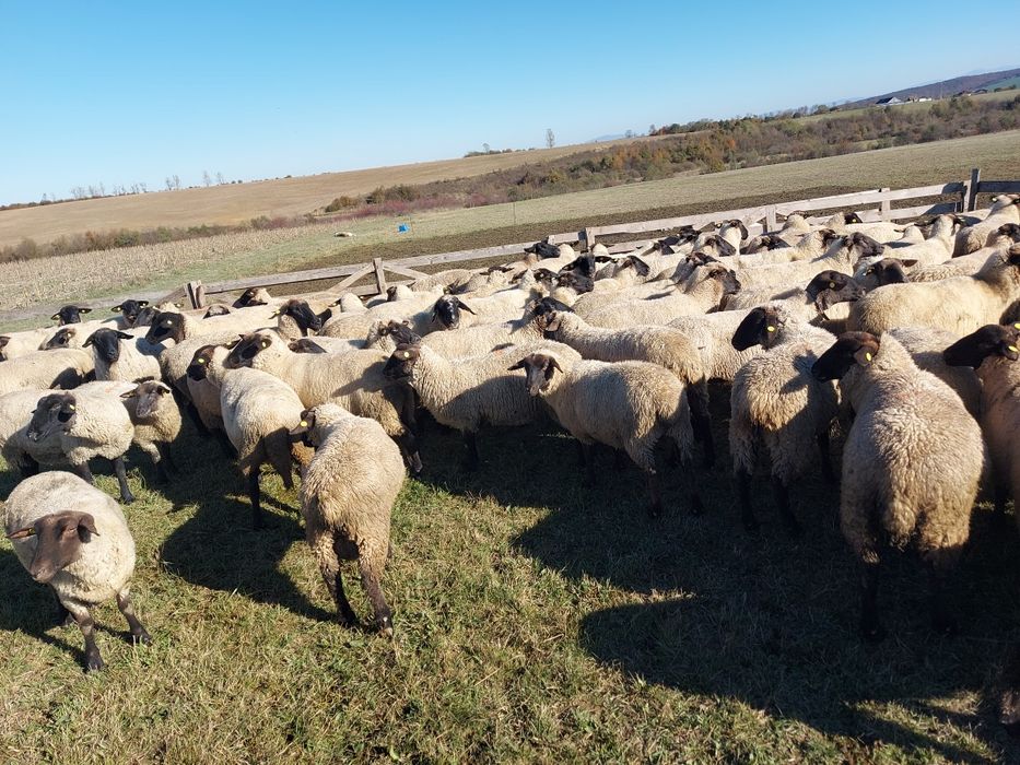 Vand miei din doi suffolk