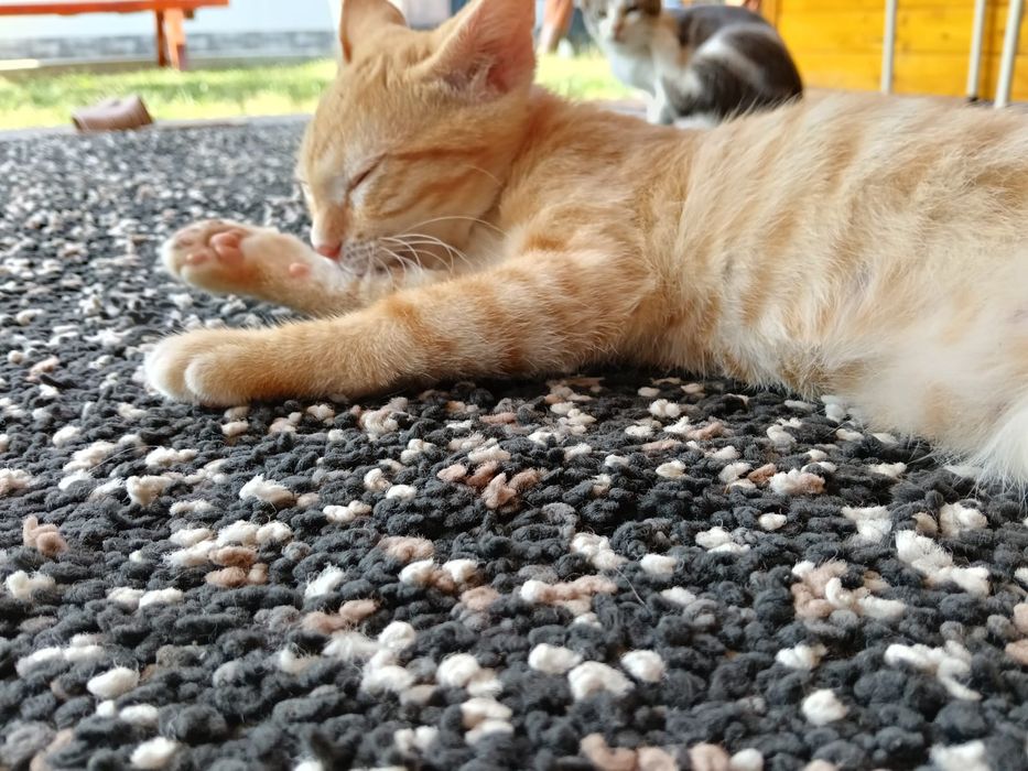 Donez2 puiuți  pisic
