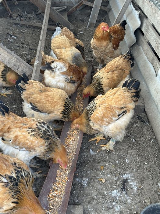 Брама палевая молодняк