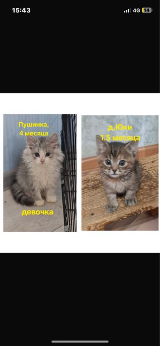 Отдам котят даром