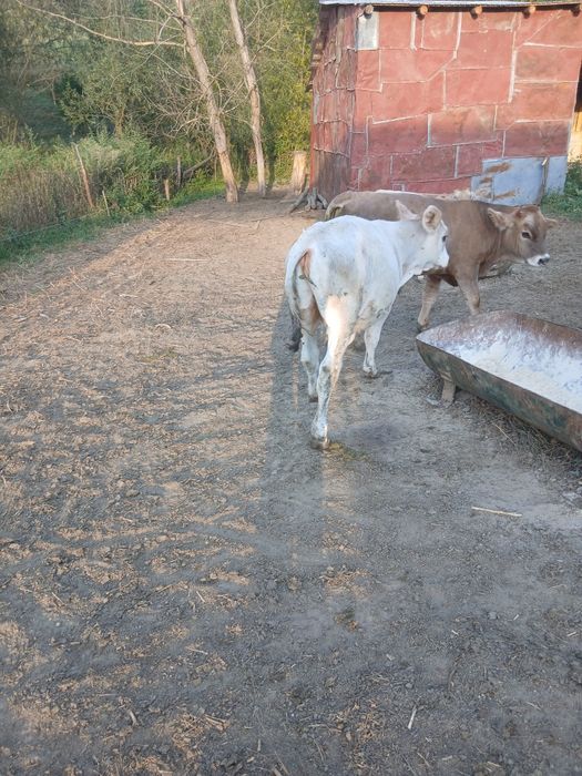 Vând 3 vitele bune