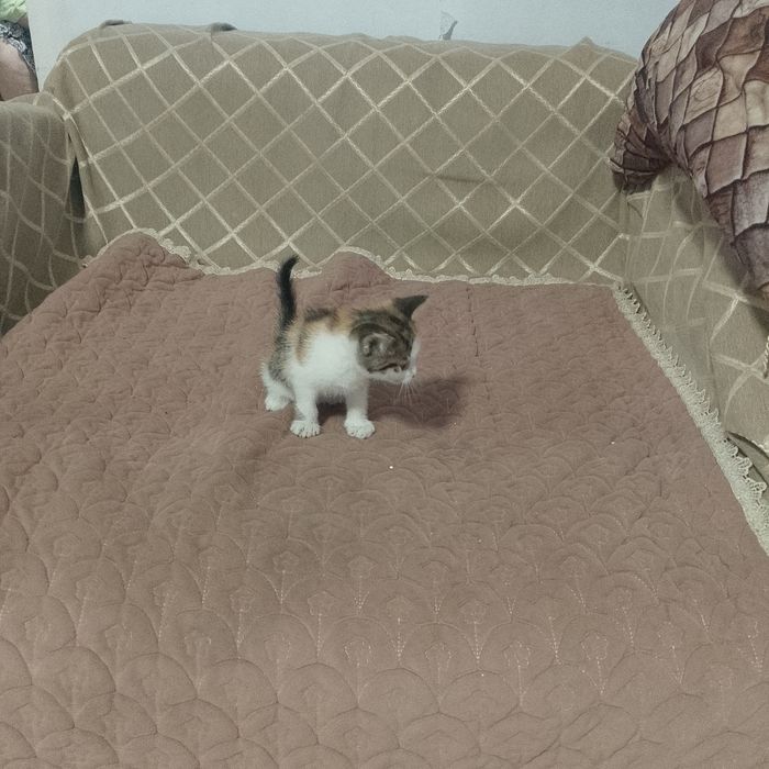 Отдам даром котёнка мальтик