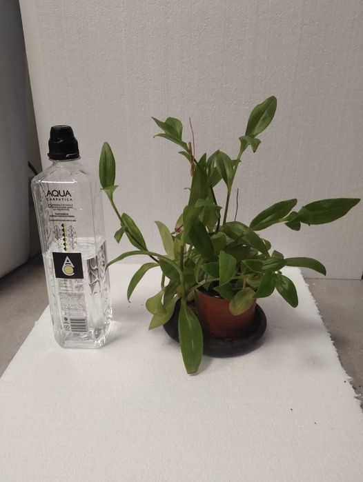 Planta decorativa tradescantia alb / mov