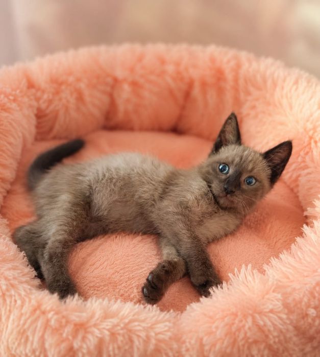 Отдам бесплатно котенка