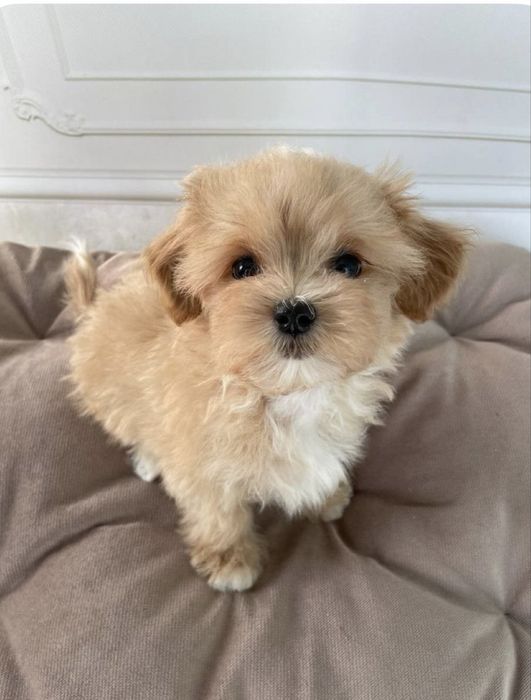 Maltipoo talie mica
