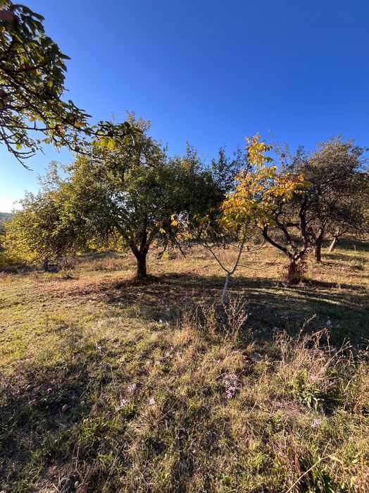 Livada 1 ha - zona de vis aproape de intravilan
