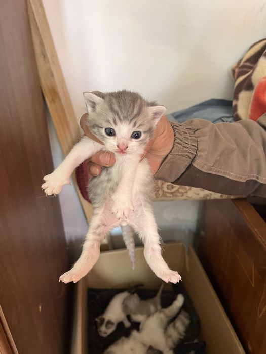 Вислоухие котята