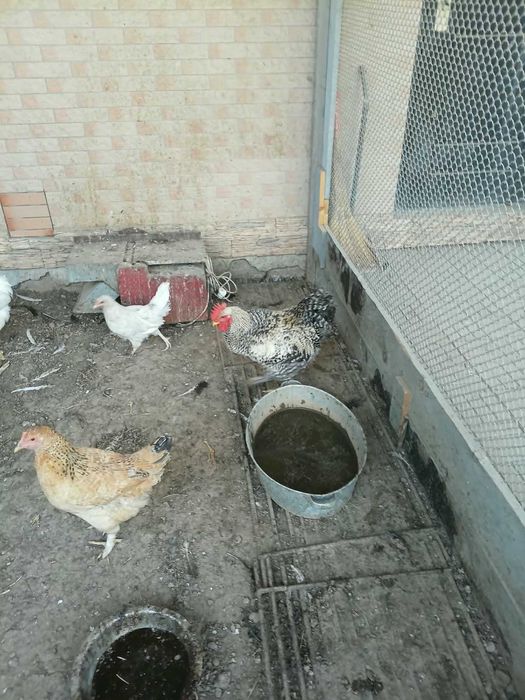 Домашние куры продам