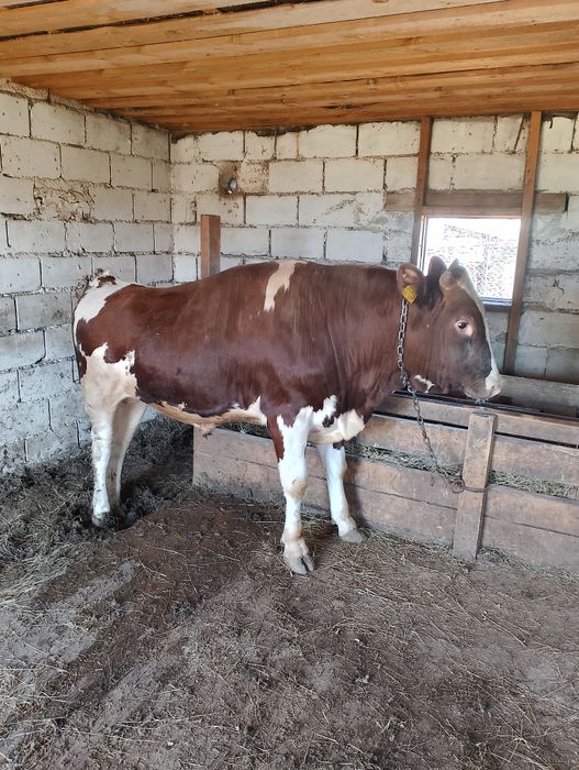 Бұқалар сатылады