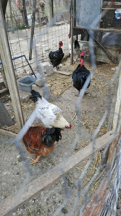 Pasari de curte, gaini, cocosi, rate