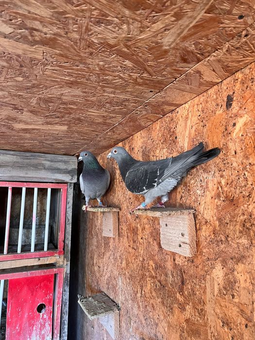 Lot 22 porumbei voiajori