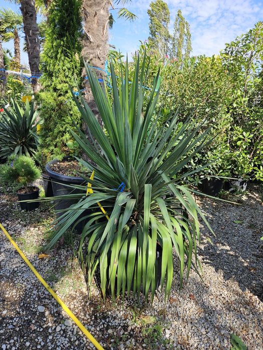 Vindem yucca de mai multe specii