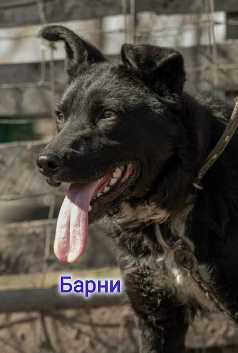 Дарю в добрые и ответственные руки